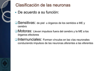 Clasificación de las neuronas
 De acuerdo a su función:
Sensitivas: de piel u órganos de los sentidos a ME y
cerebro
Motoras: Llevan impulsos fuera del cerebro y la ME a los
órganos efectores
Internunciales: Forman vínculos en las vías neuronales
conduciendo impulsos de las neuronas aferentes a las eferentes
 