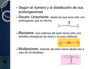  Según el número y la distribución de sus
prolongaciones
Seudo- Unipolares: desde las que nace sólo una
prolongación que se bifurca.
Bipolares: Que además del axón tienen sólo una
dendrita (receptores de retina y mucosa olfatoria)
Multipolares: Además del axón nacen desde dos a
más de mil dendritas
 