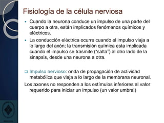 Fisiología de la célula nerviosa
 Cuando la neurona conduce un impulso de una parte del
cuerpo a otra, están implicados fenómenos químicos y
eléctricos.
 La conducción eléctrica ocurre cuando el impulso viaja a
lo largo del axón; la transmisión química esta implicada
cuando el impulso se trasmite (“salta”) al otro lado de la
sinapsis, desde una neurona a otra.
 Impulso nervioso: onda de propagación de actividad
metabólica que viaja a lo largo de la membrana neuronal.
Los axones no responden a los estímulos inferiores al valor
requerido para iniciar un impulso (un valor umbral)
 