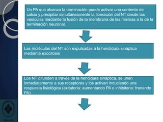 Un PA que alcanza la terminación puede activar una corriente de
calcio y precipitar simultáneamente la liberación del NT desde las
vesículas mediante la fusión de la membrana de las mismas a la de la
terminación neuronal.
Las moléculas del NT son expulsadas a la hendidura sináptica
mediante exocitosis
Los NT difunden a través de la hendidura sináptica, se unen
inmediatamente a sus receptores y los activan induciendo una
respuesta fisiológica (exitatoria: aumentando PA o inhibitoria: frenando
PA)
 