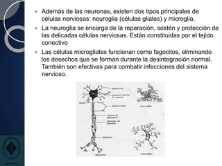  Además de las neuronas, existen dos tipos principales de
células nerviosas: neuroglia (células gliales) y microglia.
 La neuroglia se encarga de la reparación, sostén y protección de
las delicadas células nerviosas. Están constituidas por el tejido
conectivo
 Las células microgliales funcionan como fagocitos, eliminando
los desechos que se forman durante la desintegración normal.
También son efectivas para combatir infecciones del sistema
nervioso.
 
