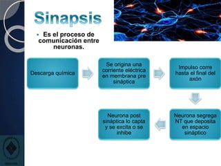  Es el proceso de
comunicación entre
neuronas.
Descarga química
Se origina una
corriente eléctrica
en membrana pre
sináptica
Impulso corre
hasta el final del
axón
Neurona segrega
NT que deposita
en espacio
sináptico
Neurona post
sináptica lo capta
y se excita o se
inhibe
 