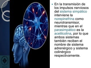  En la transmisión de
los impulsos nerviosos
del sistema simpático
interviene la
norepinefrina como
neurotransmisor,
mientras que en el
parasimpático es la
acetilcolina, por lo que
ambos sistemas
también reciben el
nombre de sistema
adrenérgico y sistema
colinérgico
respectivamente.
 