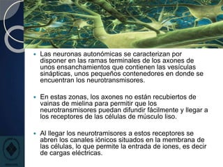  Las neuronas autonómicas se caracterizan por
disponer en las ramas terminales de los axones de
unos ensanchamientos que contienen las vesículas
sinápticas, unos pequeños contenedores en donde se
encuentran los neurotransmisores.
 En estas zonas, los axones no están recubiertos de
vainas de mielina para permitir que los
neurotransmisores puedan difundir fácilmente y llegar a
los receptores de las células de músculo liso.
 Al llegar los neurotramisores a estos receptores se
abren los canales iónicos situados en la membrana de
las células, lo que permite la entrada de iones, es decir
de cargas eléctricas.
 