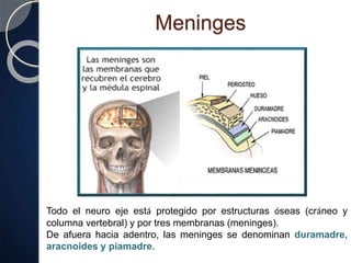 Meninges
Todo el neuro eje está protegido por estructuras óseas (cráneo y
columna vertebral) y por tres membranas (meninges).
De afuera hacia adentro, las meninges se denominan duramadre,
aracnoides y piamadre.
 