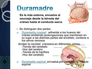 Es la más externa, envuelve al
neuroeje desde la bóveda del
cráneo hasta el conducto sacro.
 Se distinguen dos partes:
a) Duramadre craneal: adherida a los huesos del
cráneo emitiendo prolongaciones que mantienen en
su lugar a las distintas partes del encéfalo, contiene a
los senos venosos
dividen la cavidad craneana en diferentes celdas:
-Tienda del cerebelo
-Hoz del cerebro
-Tienda de la hipófisis
-Hoz del cerebelo
a) Duramadre espinal: envuelve por completo la médula
espinal
 