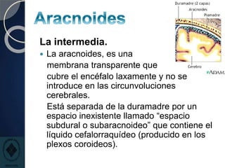La intermedia.
 La aracnoides, es una
membrana transparente que
cubre el encéfalo laxamente y no se
introduce en las circunvoluciones
cerebrales.
Está separada de la duramadre por un
espacio inexistente llamado “espacio
subdural o subaracnoideo” que contiene el
líquido cefalorraquídeo (producido en los
plexos coroideos).
 