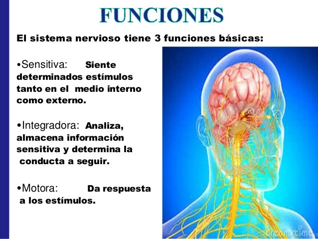 Sistema nervioso psf