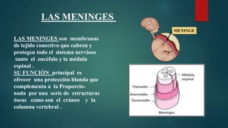LAS MENINGES son membranas
de tejido conectivo que cubren y
protegen todo el sistema nervioso
tanto el encéfalo y la médul...