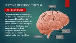 SISTEMA NERVIOSO CENTRAL Cerebro
Cerebelo Medula
espinal
Tronco
encefálico
Órgano dentro de la cabeza que
controla todas l...