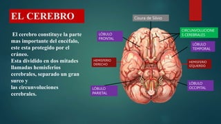 EL CEREBRO
El cerebro constituye la parte
mas importante del encéfalo,
este esta protegido por el
cráneo.
Esta dividido en...