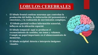 LOBULOS CEREBRALES
1. El lóbulo frontal contiene neuronas que controlan la
producción del habla, la elaboración del pensam...