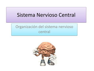 Sistema Nervioso Central
Organización del sistema nervioso
central
 
