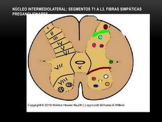 NÚCLEO INTERMEDIOLATERAL: SEGMENTOS T1 A L3. FIBRAS SIMPÁTICAS
PREGANGLIONARES
 