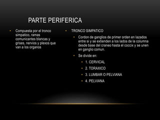 • Compuesta por el tronco
simpatico, ramas
comunicantes blancas y
grises, nervios y plexos que
van a los organos
• TRONCO SIMPATICO
• Cordon de ganglios de primer orden en lazados
entre si y se extienden a los lados de la columna
desde base del craneo hasta el coccix y se unen
en ganglio comun.
• Se divide en:
• 1. CERVICAL
• 2. TORAXICO
• 3. LUMBAR O PELVIANA
• 4. PELVIANA
PARTE PERIFERICA
 