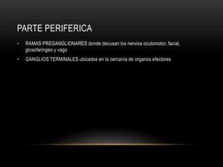 PARTE PERIFERICA
• RAMAS PREGANGLIONARES donde decusan los nervios oculomotor, facial,
glosofaringeo y vago
• GANGLIOS TERMINALES ubicados en la cercania de organos efectores
 