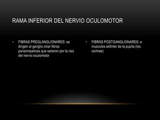 • FIBRAS POSTGANGLIONARES: a
musculos esfinter de la pupila (los
contrae)
• FIBRAS PREGLANGLIONARES: se
dirigen al ganglio ciliar fibras
parasimpaticas que salieron por la raiz
del nervio oculomotor
RAMA INFERIOR DEL NERVIO OCULOMOTOR
 