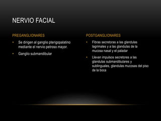 • Fibras secretoras a las glandulas
lagrimales y a las glandulas de la
mucosa nasal y el paladar
• Llevan impulsos secretores a las
glandulas submandibulares y
sublinguales, glandulas mucosas del piso
de la boca
• Se dirigen al ganglio pterigopalatino
mediante el nervio petroso mayor.
• Ganglio submandibular
NERVIO FACIAL
PREGANGLIONARES POSTGANGLIONARES
 