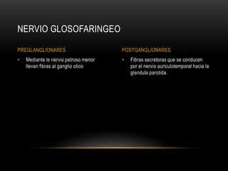 • Fibras secretoras que se conducen
por el nervio auriculotemporal hacia la
glandula parotida.
• Mediante le nervio petroso menor
llevan fibras al ganglio otico
NERVIO GLOSOFARINGEO
PREGLANGLIONARES POSTGANGLIONARES
 
