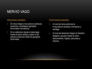 • A nivel de torax estimula la
musculatura cardiaca, bronquios y
esofago
• A nivel del abdomen llegan al intestino
delgado y grueso hasta el colon
descendente, higado, pancreas y
riñones
• En torax llegan a los plexos cardiacos,
pulmonar y esofagico (ganglios
terminales intrinsecos)
• En el abdomen desde el estomago
hasta el plexo celiaco, pasan a los
plexos sucesivos hasta los ganglios
terminales
NERVIO VAGO
PREGANGLIONARES POSTGANGLIONARES
 