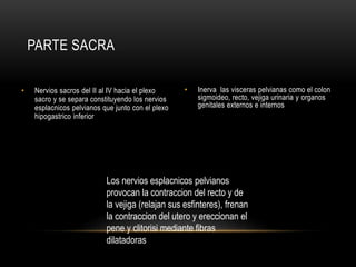 • Inerva las visceras pelvianas como el colon
sigmoideo, recto, vejiga urinaria y organos
genitales externos e internos
• Nervios sacros del II al IV hacia el plexo
sacro y se separa constituyendo los nervios
esplacnicos pelvianos que junto con el plexo
hipogastrico inferior
PARTE SACRA
Los nervios esplacnicos pelvianos
provocan la contraccion del recto y de
la vejiga (relajan sus esfinteres), frenan
la contraccion del utero y ereccionan el
pene y clitorisi mediante fibras
dilatadoras
 