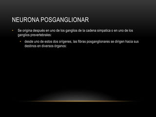 NEURONA POSGANGLIONAR
• Se origina después en uno de los ganglios de la cadena simpatica o en uno de los
ganglios prevertebrales:
• desde uno de estos dos orígenes, las fibras posganglionares se dirigen hacia sus
destinos en diversos órganos:
 