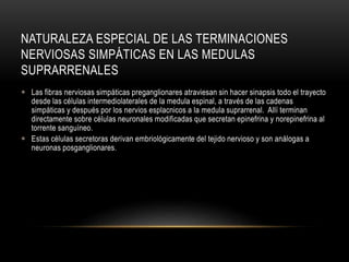 NATURALEZA ESPECIAL DE LAS TERMINACIONES
NERVIOSAS SIMPÁTICAS EN LAS MEDULAS
SUPRARRENALES
 Las fibras nerviosas simpáticas preganglionares atraviesan sin hacer sinapsis todo el trayecto
desde las células intermediolaterales de la medula espinal, a través de las cadenas
simpáticas y después por los nervios esplacnicos a la medula suprarrenal. Allí terminan
directamente sobre células neuronales modificadas que secretan epinefrina y norepinefrina al
torrente sanguíneo.
 Estas células secretoras derivan embriológicamente del tejido nervioso y son análogas a
neuronas posganglionares.
 