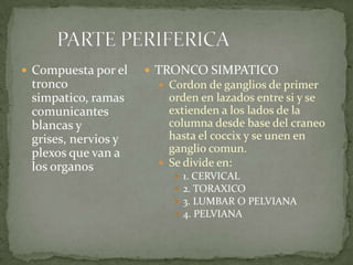  Compuesta por el
tronco
simpatico, ramas
comunicantes
blancas y
grises, nervios y
plexos que van a
los organos
 TRONCO SIMPATICO
 Cordon de ganglios de primer
orden en lazados entre si y se
extienden a los lados de la
columna desde base del craneo
hasta el coccix y se unen en
ganglio comun.
 Se divide en:
 1. CERVICAL
 2. TORAXICO
 3. LUMBAR O PELVIANA
 4. PELVIANA
 