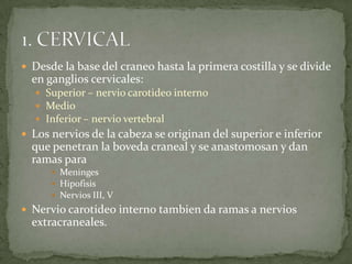  Desde la base del craneo hasta la primera costilla y se divide
en ganglios cervicales:
 Superior – nervio carotideo interno
 Medio
 Inferior – nervio vertebral
 Los nervios de la cabeza se originan del superior e inferior
que penetran la boveda craneal y se anastomosan y dan
ramas para
 Meninges
 Hipofisis
 Nervios III, V
 Nervio carotideo interno tambien da ramas a nervios
extracraneales.
 