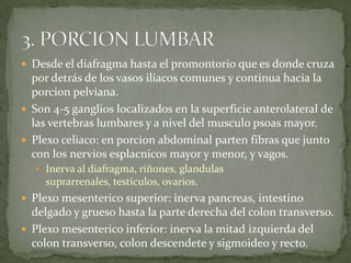  Desde el diafragma hasta el promontorio que es donde cruza
por detrás de los vasos iliacos comunes y continua hacia la
porcion pelviana.
 Son 4-5 ganglios localizados en la superficie anterolateral de
las vertebras lumbares y a nivel del musculo psoas mayor.
 Plexo celiaco: en porcion abdominal parten fibras que junto
con los nervios esplacnicos mayor y menor, y vagos.
 Inerva al diafragma, riñones, glandulas
suprarrenales, testiculos, ovarios.
 Plexo mesenterico superior: inerva pancreas, intestino
delgado y grueso hasta la parte derecha del colon transverso.
 Plexo mesenterico inferior: inerva la mitad izquierda del
colon transverso, colon descendete y sigmoideo y recto.
 