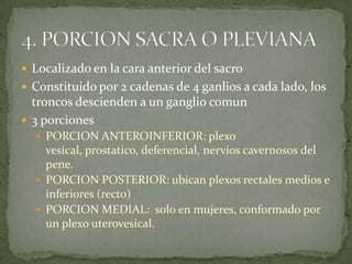  Localizado en la cara anterior del sacro
 Constituido por 2 cadenas de 4 ganlios a cada lado, los
troncos descienden a un ganglio comun
 3 porciones
 PORCION ANTEROINFERIOR: plexo
vesical, prostatico, deferencial, nervios cavernosos del
pene.
 PORCION POSTERIOR: ubican plexos rectales medios e
inferiores (recto)
 PORCION MEDIAL: solo en mujeres, conformado por
un plexo uterovesical.
 