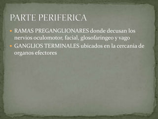  RAMAS PREGANGLIONARES donde decusan los
nervios oculomotor, facial, glosofaringeo y vago
 GANGLIOS TERMINALES ubicados en la cercania de
organos efectores
 