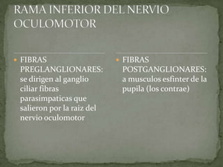  FIBRAS
PREGLANGLIONARES:
se dirigen al ganglio
ciliar fibras
parasimpaticas que
salieron por la raiz del
nervio oculomotor
 FIBRAS
POSTGANGLIONARES:
a musculos esfinter de la
pupila (los contrae)
 
