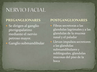 PREGANGLIONARES
 Se dirigen al ganglio
pterigopalatino
mediante el nervio
petroso mayor.
 Ganglio submandibular
 Fibras secretoras a las
glandulas lagrimales y a las
glandulas de la mucosa
nasal y el paladar
 Llevan impulsos secretores
a las glandulas
submandibulares y
sublinguales, glandulas
mucosas del piso de la
boca
POSTGANGLIONARES
 