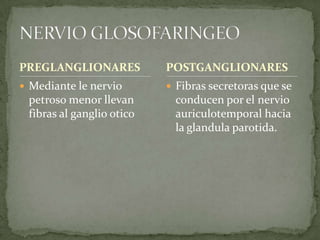 PREGLANGLIONARES
 Mediante le nervio
petroso menor llevan
fibras al ganglio otico
 Fibras secretoras que se
conducen por el nervio
auriculotemporal hacia
la glandula parotida.
POSTGANGLIONARES
 