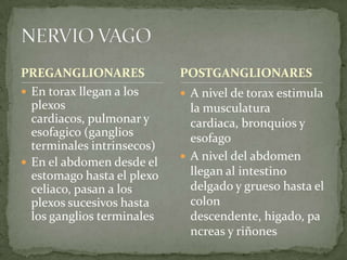 PREGANGLIONARES
 En torax llegan a los
plexos
cardiacos, pulmonar y
esofagico (ganglios
terminales intrinsecos)
 En el abdomen desde el
estomago hasta el plexo
celiaco, pasan a los
plexos sucesivos hasta
los ganglios terminales
 A nivel de torax estimula
la musculatura
cardiaca, bronquios y
esofago
 A nivel del abdomen
llegan al intestino
delgado y grueso hasta el
colon
descendente, higado, pa
ncreas y riñones
POSTGANGLIONARES
 
