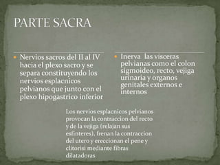  Nervios sacros del II al IV
hacia el plexo sacro y se
separa constituyendo los
nervios esplacnicos
pelvianos que junto con el
plexo hipogastrico inferior
 Inerva las visceras
pelvianas como el colon
sigmoideo, recto, vejiga
urinaria y organos
genitales externos e
internos
Los nervios esplacnicos pelvianos
provocan la contraccion del recto
y de la vejiga (relajan sus
esfinteres), frenan la contraccion
del utero y ereccionan el pene y
clitorisi mediante fibras
dilatadoras
 