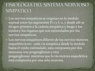  Los nervios simpáticos se originan en la medula
espinal entre los segmentos D-1 y L-2, y desde allí se
dirigen primero a la cadena simpática y luego a los
tejidos y los órganos que son estimulados por los
nervios simpáticos.
 Los nervios simpáticos difieren de los nervios motores
esqueléticos en: cada vía simpática desde la medula
hasta el tejido estimulado, esta compuesta por dos
neuronas una preganglionar y otra
posganglionar, mientras que la vía motora esquelética
está compuesta por una sola neurona.
 
