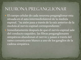  El cuerpo celular de cada neurona preganglionar esta
situada en el asta intermediolateral de la medula
espinal. “su axón pasa a través de la raíz anterior de la
medula al nervio espinal correspondiente.”
 Inmediatamente después de que el nervio espinal sale
del conducto raquídeo, las fibras preganglionares
simpáticas abandonan el nervio y pasan a través del
ramo comunicante blanco a uno de los ganglios de la
cadena simpática.
 