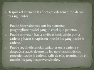  Después el curso de las fibras puede tener uno de los
tres siguientes:
1. Puede hacer sinapsis con las neuronas
posganglionares del ganglio en el que penetra.
2. Puede atravesar, hacia arriba o hacia abajo por la
cadena y hacer sinapsis en otro de los ganglios de la
cadena.
3. Puede seguir distancias variables en la cadena y
después a través de uno de los nervios simpáticos
procedentes de la cadena, salir de ella, terminando en
uno de los ganglios prevertebrales.
 