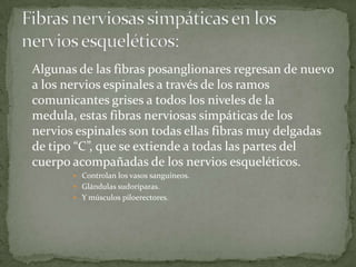 Algunas de las fibras posanglionares regresan de nuevo
a los nervios espinales a través de los ramos
comunicantes grises a todos los niveles de la
medula, estas fibras nerviosas simpáticas de los
nervios espinales son todas ellas fibras muy delgadas
de tipo “C”, que se extiende a todas las partes del
cuerpo acompañadas de los nervios esqueléticos.
 Controlan los vasos sanguíneos.
 Glándulas sudoríparas.
 Y músculos piloerectores.
 