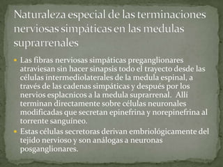  Las fibras nerviosas simpáticas preganglionares
atraviesan sin hacer sinapsis todo el trayecto desde las
células intermediolaterales de la medula espinal, a
través de las cadenas simpáticas y después por los
nervios esplacnicos a la medula suprarrenal. Allí
terminan directamente sobre células neuronales
modificadas que secretan epinefrina y norepinefrina al
torrente sanguíneo.
 Estas células secretoras derivan embriológicamente del
tejido nervioso y son análogas a neuronas
posganglionares.
 