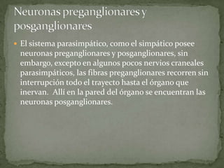  El sistema parasimpático, como el simpático posee
neuronas preganglionares y posganglionares, sin
embargo, excepto en algunos pocos nervios craneales
parasimpáticos, las fibras preganglionares recorren sin
interrupción todo el trayecto hasta el órgano que
inervan. Allí en la pared del órgano se encuentran las
neuronas posganglionares.
 
