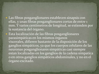 Las fibras posganglionares establecen sinapsis con
ellas, y unas fibras posganglionares cortas de entre 1
mm. Y varios centímetros de longitud, se extienden por
la sustancia del órgano.
 Esta localización de las fibras posganglionares
parasimpáticas en los mismos órganos
viscerales, difieren bastante de la disposición de los
ganglios simpáticos, ya que los cuerpos celulares de las
neuronas posganglionares simpáticas casi siempre
estan localizadas en los ganglios de la cadena simpatica
o en otros ganglios simpáticos abdominales, y no en el
órgano excitado.
 