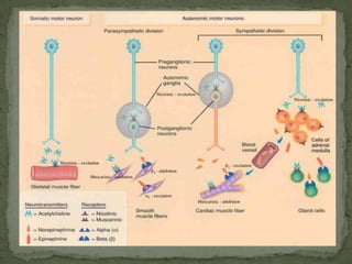 sistemanerviososimpaticoyparasimpatico-110530001819-phpapp02.pdf