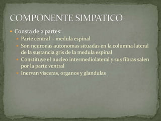  Consta de 2 partes:
 Parte central – medula espinal
 Son neuronas autonomas situadas en la columna lateral
de la sustancia gris de la medula espinal
 Constituye el nucleo intermediolateral y sus fibras salen
por la parte ventral
 Inervan visceras, organos y glandulas
 
