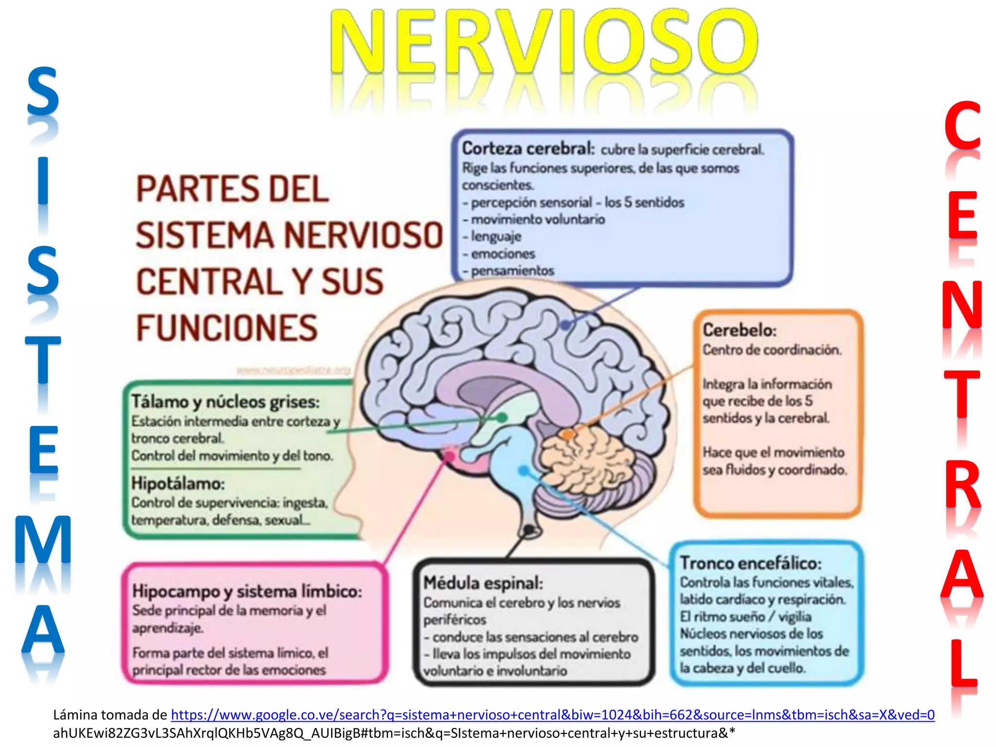 C
E
N
T
R
A
L
S
I
S
T
E
M
A
LA DURAMADRE : Es la meninge
exterior que protege al sistema
nervioso central (encéfalo y médula
espinal). Es un cilindro hueco
formado por una pared fibrosa y
espesa, sólida y poco extensible
PIAMADRE: Es una capa
delgada, muy vascularizada
y en estrecho contacto con el
encéfalo, siguiendo el
contorno del tejido cerebral.
Contiene fibroblastos
similares a los de las
trabéculas aracnoideas.
ARACNOIDES, Es una capa
vascular, aunque atravesada
por vasos sanguíneos hacia la
piamadre. Se denomina
leptomeninge al conjunto de
piamadre y aracnoides.
LAS MENINGES: Son las membranas de tejido
conectivo que cubren todo el sistema nervioso
central, añadiéndole una protección blanda que
complementa a la dura de las estructuras óseas.
ESPACIO SUBARACNOIDEO:
Contiene líquido
cefalorraquídeo y amortigua
golpes, reduciendo la
posibilidad de traumatismos.
ESPACIO SUBDURAL: Es un
espacio virtual, el cual sólo
presenta una pequeña cantidad
de líquido cefalorraquídeo, que
permite el deslizamiento entre
la duramadre y la aracnoides
 