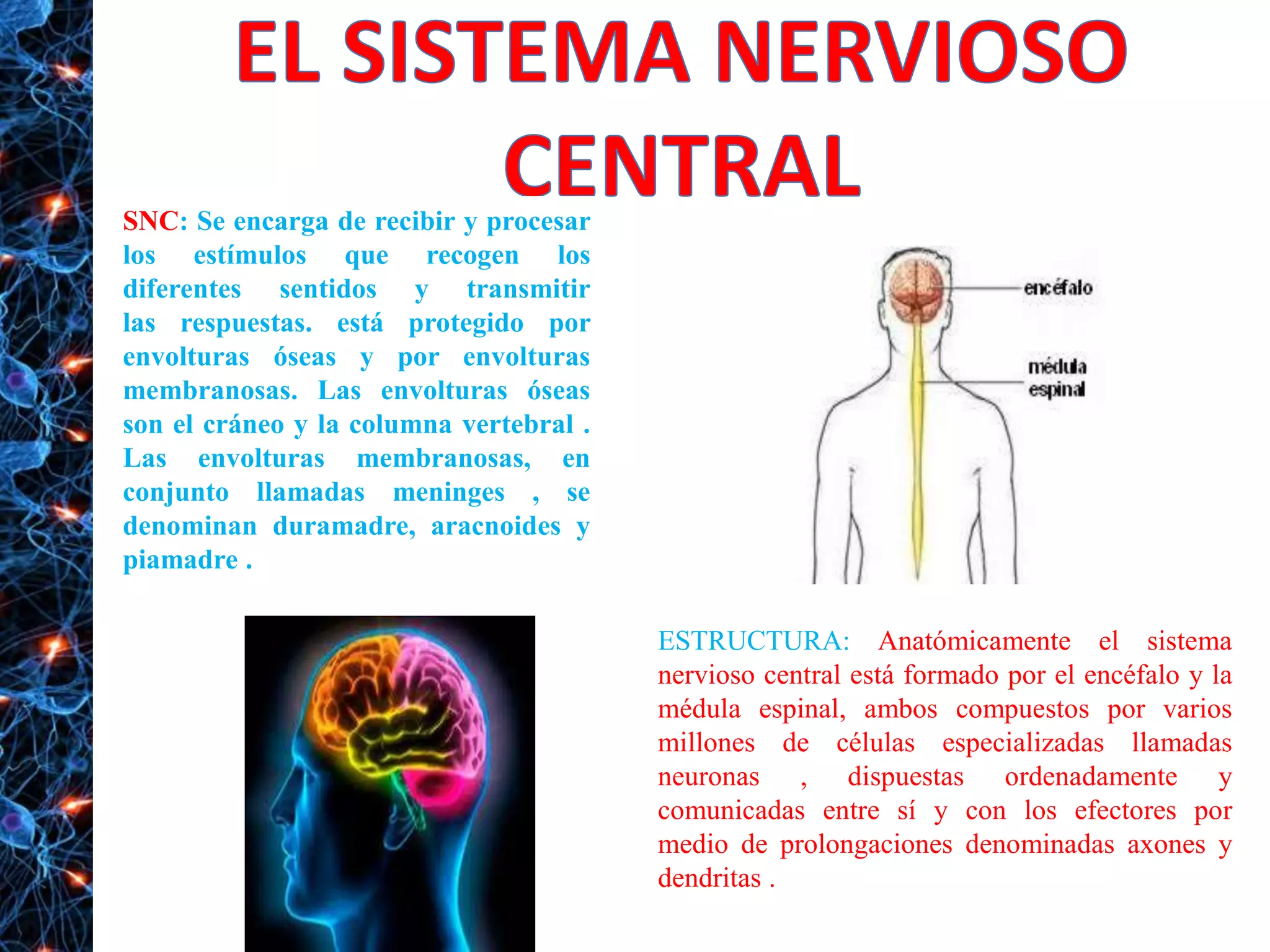 SNC: Se encarga de recibir y procesar
los estímulos que recogen los
diferentes sentidos y transmitir
las respuestas. está protegido por
envolturas óseas y por envolturas
membranosas. Las envolturas óseas
son el cráneo y la columna vertebral .
Las envolturas membranosas, en
conjunto llamadas meninges , se
denominan duramadre, aracnoides y
piamadre .
ESTRUCTURA: Anatómicamente el sistema
nervioso central está formado por el encéfalo y la
médula espinal, ambos compuestos por varios
millones de células especializadas llamadas
neuronas , dispuestas ordenadamente y
comunicadas entre sí y con los efectores por
medio de prolongaciones denominadas axones y
dendritas .
 