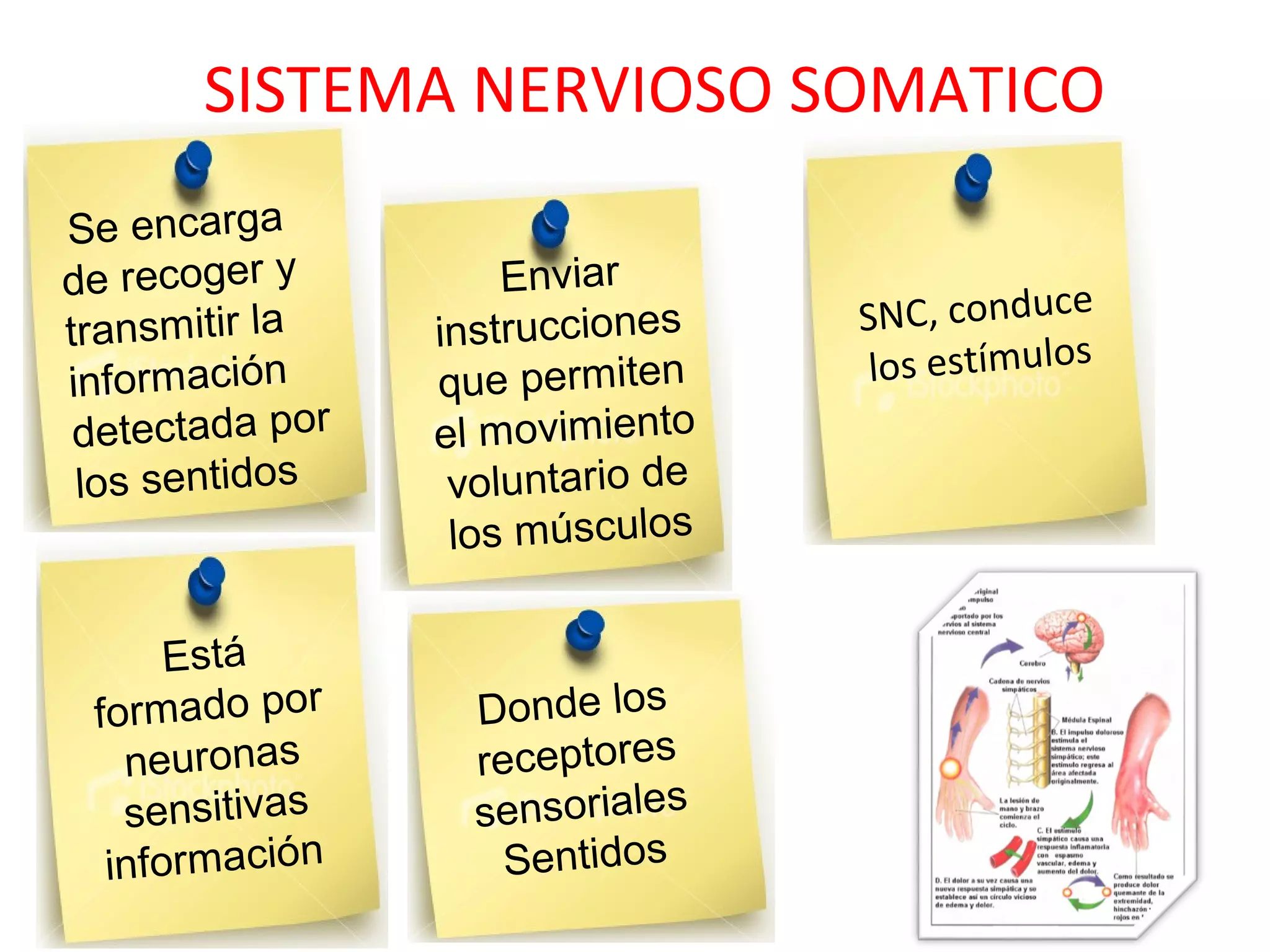 Sistema nervio sosomatico steven dan. PPT