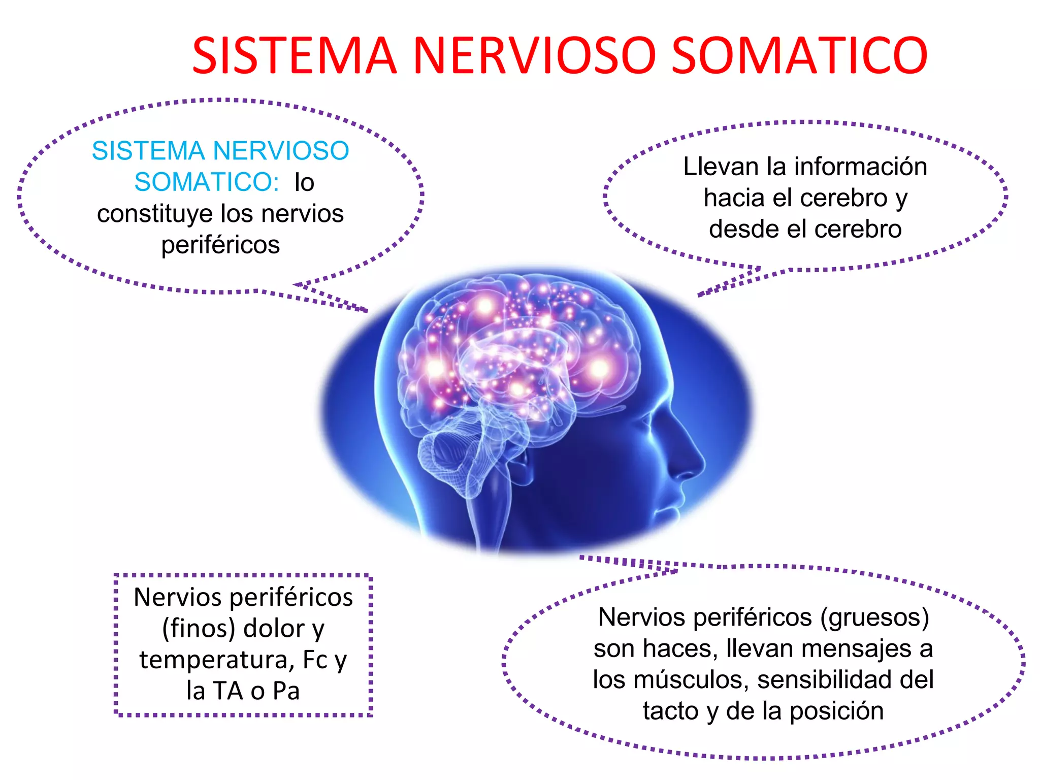Sistema nervio sosomatico steven dan. PPT